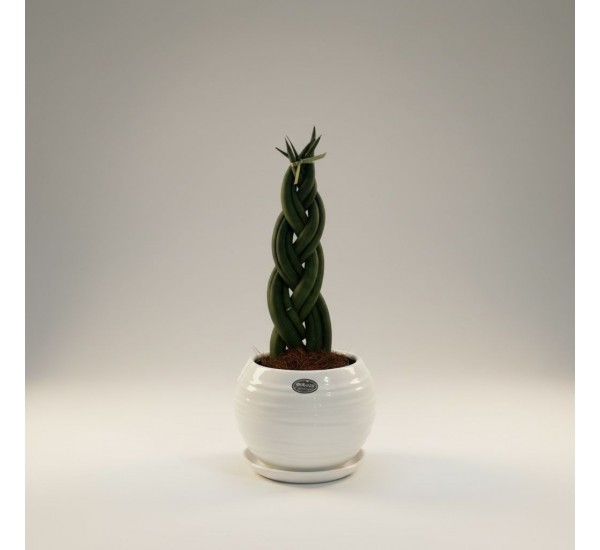 Saksıda Sanseveria Örgülü